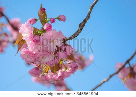 Pink Cherry Blossom Close Up. Spring Has Sprung. Beautiful Nature Background
