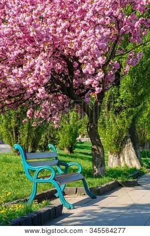 Bench Under The Cherry Blossom. Alley On The Embankment In Springtime. Beautiful Urban Scenery Of Uz