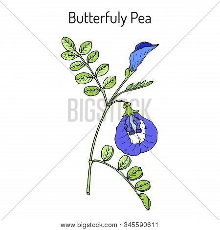 Butterfly Pea Litoria Ternatea , Or Bluebellvine, Medicinal Plant. Hand Drawn Botanical Vector Illus