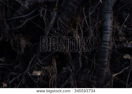 Close Up Roots With Fertile Soil Background. Dark Abstract Mistic Fairytale Backgrounds