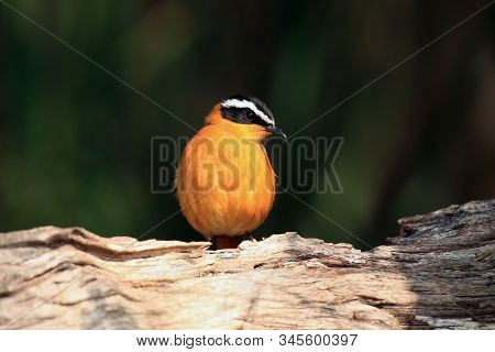 The White-browed Robin-chat (cossypha Heuglini), Sitting On The Branch
