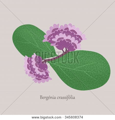 Bergenia Crassifolia Plant With Purple Flowers And Green Leaves.