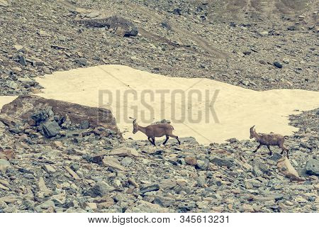 Alpine Ibex In Their Natural Habitat In Grand Paradiso National Park.