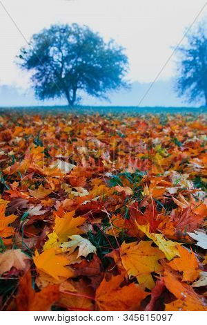 Foggy Autumn/fall Morning In The Park. Read And Yellow Leaves, Blue Fog.