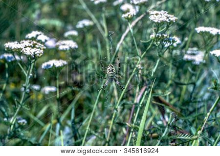 Small White Flowers Of Yarrow A Medical Herb In The Field In Western Europe