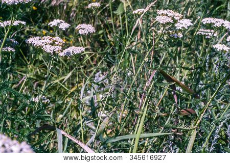 Small White Flowers Of Yarrow A Medical Herb In The Field In Western Europe