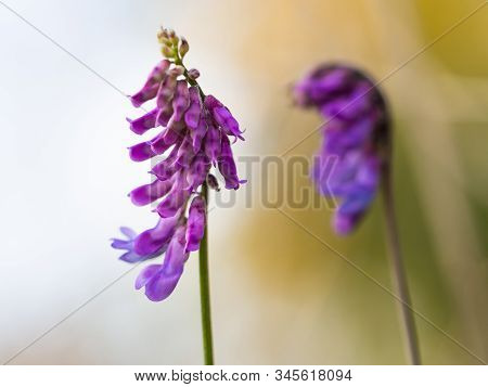 Detail Of Purple, Blue Blossom Of Vicia Cracca (bird Vetch, Blue Vetch)