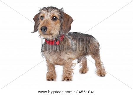 Wire-haired Dachshund