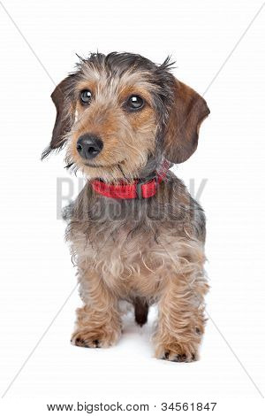 Wire-haired Dachshund