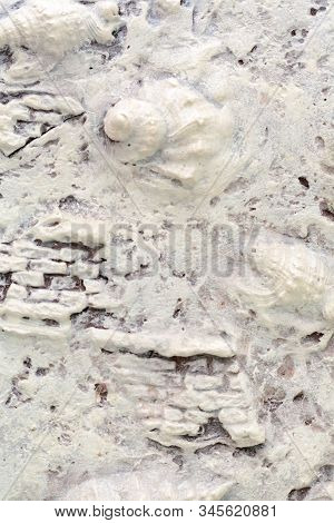 Decorative Wall Texture Marine Style. Stock Photo Close-up Texture With Shell.