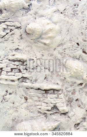 Decorative Wall Texture Marine Style. Stock Photo Close-up Texture With Shell.