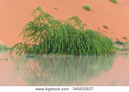 Close Up Of A Green Pea Tree In The United Arab Emirates Flooded In The Storm Rain Water With Reflec