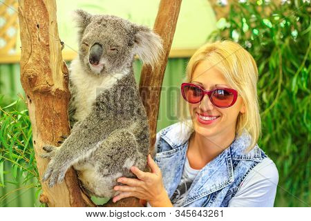 Happy Caucasian Woman Touches A Koala Bear, Phascolarctos Cinereus, On Eucalyptus Trunk In Victoria.