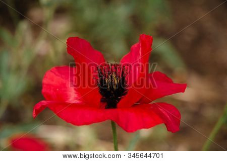 Papaver Rhoeas Common Names Include Corn Poppy , Corn Rose, Flanders Poppy , Red Poppy , Red Weed , 