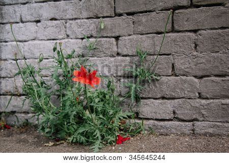 Papaver Rhoeas Common Names Include Corn Poppy , Corn Rose, Flanders Poppy , Red Poppy , Red Weed , 