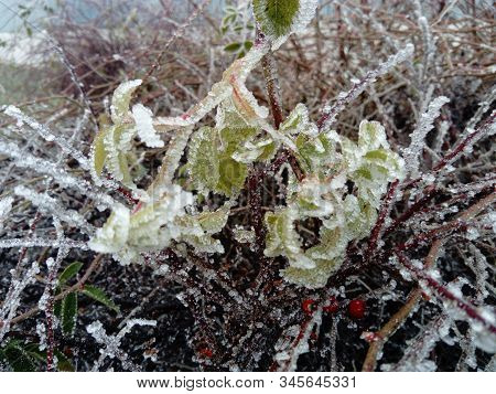 Closeup Of Frozen Leaves And Berries On A Bush. Hoarfrost Chained A Plant In The Winter. Green Leave