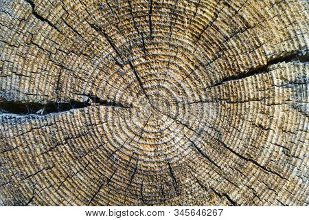 Cross-section Of The Old Tree Trunk, Showing Annual Rings And Cracks. Wood Texture.