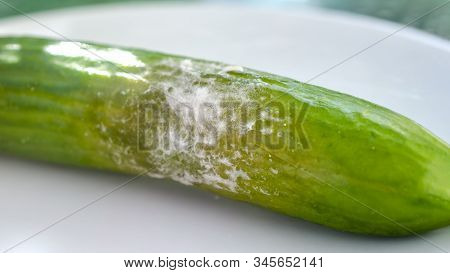 A Cucumber With Mold. Rotten Cucumber, Close-up View