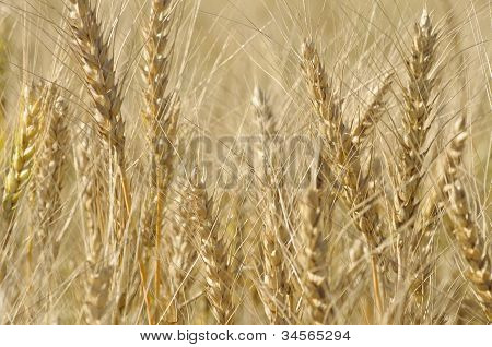 ข้าวสาลีหู