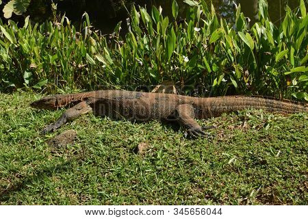 Monitor Lizard In The Wild Of Southeast Asia. Monitor Lizard In The Green Grass