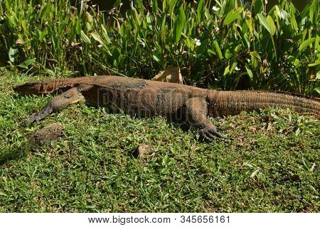 Monitor Lizard In The Wild Of Southeast Asia. Monitor Lizard In The Green Grass. Close Up