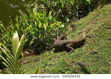 Monitor Lizard In The Wild Of Southeast Asia. Monitor Lizard In The Green Grass