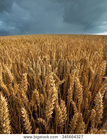 Wheat Ears Close Up. Harvest In Autumn. Wheat Field. Agricultural Background.