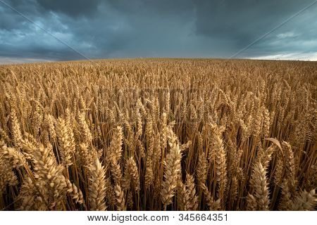 Wheat Field With A Cloudy Sky On The Background. Wheat Ears Close Up.