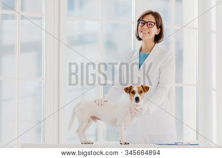 Pedigree Dog Russell Terrier Examined And Consulted By Veterinarian, Pose Near Examination Table In 