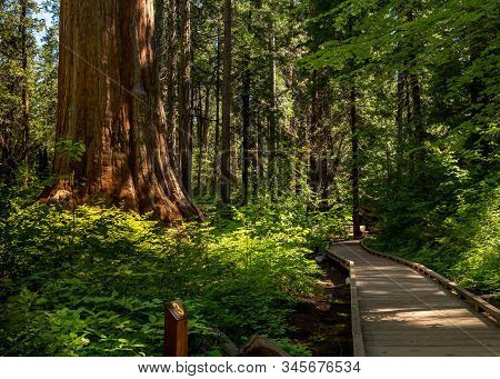Boardwalk At North Grove Trail, Calaveras Big Trees State Park, California, Usa, Ain The Summer, Fea