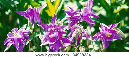 Flower In Garden At Sunny Summer Or Spring Day. Flower For Postcard Beauty Decoration And Agricultur