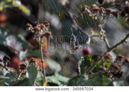 Orbweaver Spider With Prey Wound Up In Its Webbing