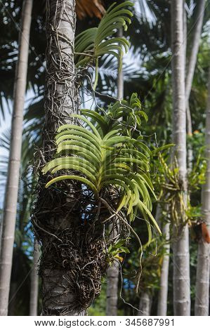 Tropical Orchids Growing On Tree Tunk Provide A Lush Green Display Of Foliage