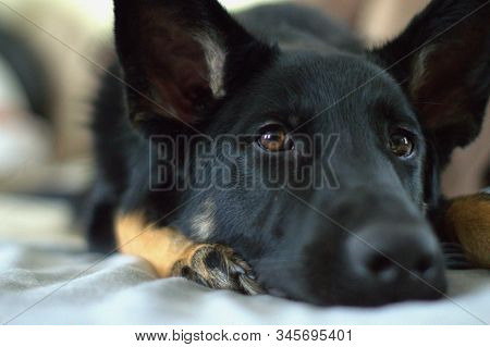 German Sheppard Puppy Resting On The Couch