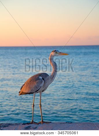 Gray heron fishing at sunset on the beach