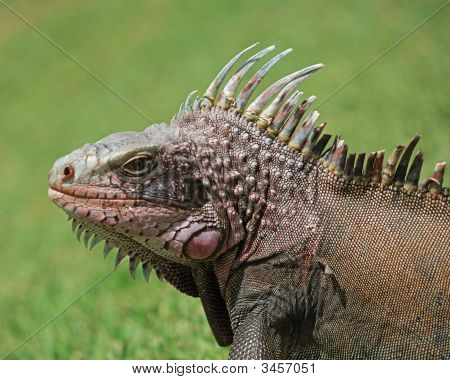 ภาพเหมือนของอิกัวนา
