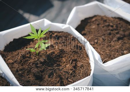 Growing Cannabis Marijuana Herb Plant In Outdoor Farm