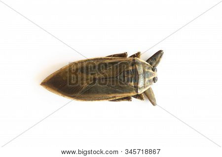 Lethocerus Indicus On White Background,giant Water Bug In Thailand.lethocerus Indicus Isolated On Wh