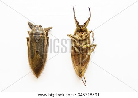 Lethocerus Indicus On White Background,giant Water Bug In Thailand.lethocerus Indicus Isolated On Wh