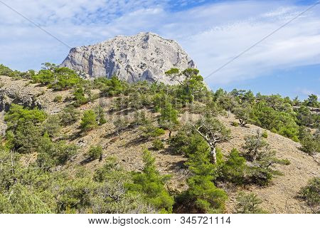 Forest Of Relict Pines On A Mountainside. In The Background Is The Peak Of Sokol Mountain (kush-kaya
