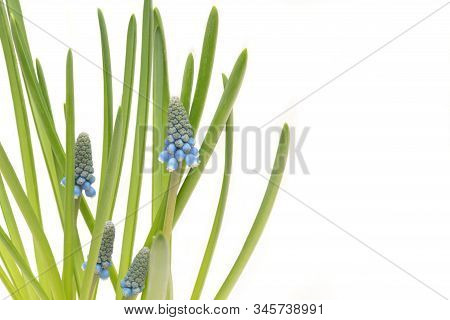 Three Blooming Blue Muskari Flowers With Plenty Of Green Leaves On White Background