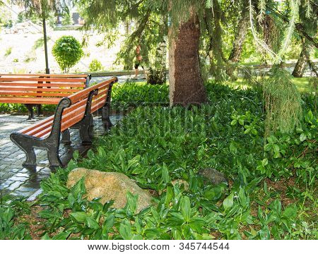Many Plants Of Green Lilies Of The Valley In The Flowerbed After Watering With Drops Of Water, Bench