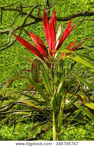 Hawaiian Ti Plant Latin Name Cordyline Terminalis