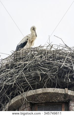 White Stork (ciconia Ciconia) Nesting On The Roof, Hochstadt, Bavaria, Germany. Animal Scene.