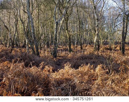 Winter Bracken And Bare Trees In The Woods At Skipwith Common National Nature Reserve, North Yorkshi