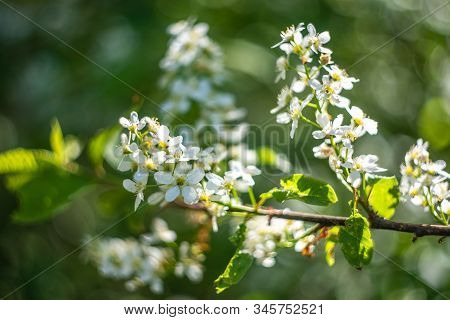 Blossoming Bird-cherry. Flowers Bird Cherry Tree. Macro Beautiful Blooming Branch Of Birdcherry On S