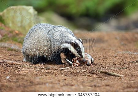The European Badger (meles Meles) Also Known As The Eurasian Badger Or Simply Badger Eats Dead Wild 