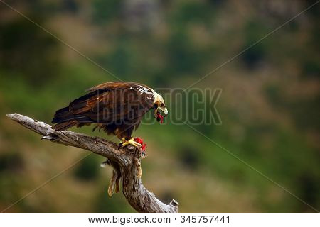 The Spanish Imperial Eagle (aquila Adalberti), Also Known As The Iberian Imperial Eagle, Spanish Or 