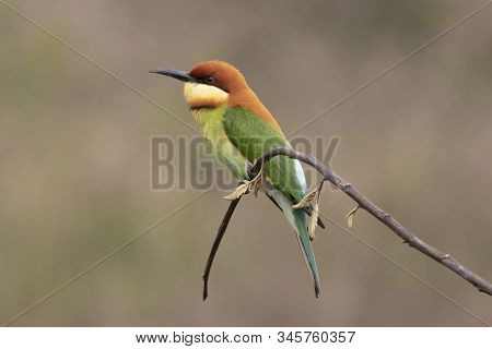 Chestnut-headed Bee-eater (merops Leschenaulti) Beautiful Green With Orange Head Lonely Perching On 