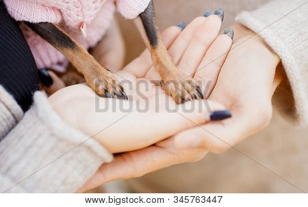 Legs Of Dwarf Dog In Hands Couple In Love. Childfree Concept